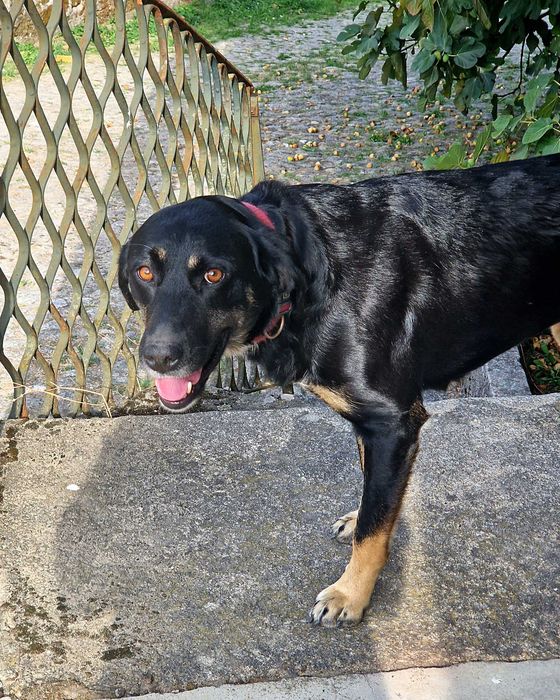CANELA - Cadela muito meiga para adoção!