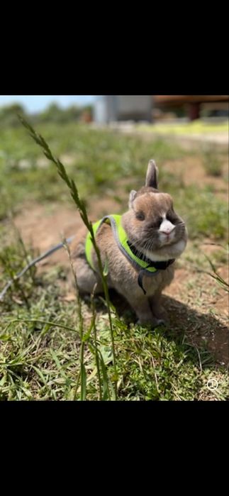 Corpete / trela para coelho ou animal pequeno