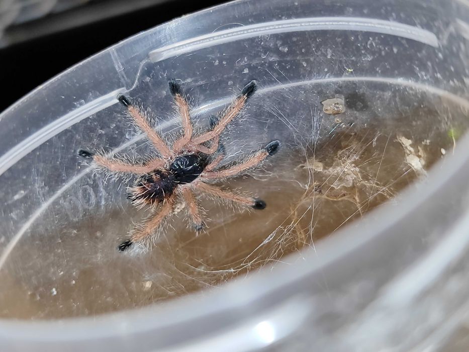 Ptasznik Avicularia avicularia L4/L5