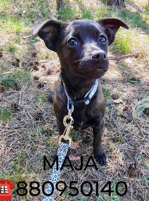 Mają szczeniak do adopcji