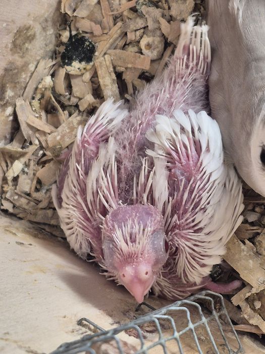 Caturras bebés 2026