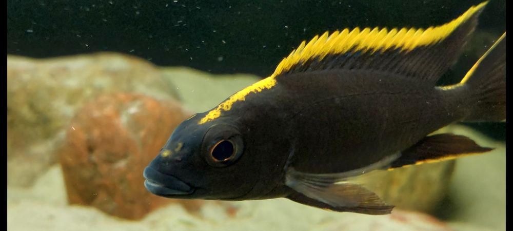 Pyszczaki Malawi Otopharynx Black Orange