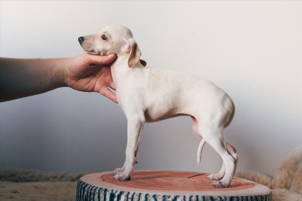 Charcik włoski, piesek, rodowód FCI, warunek hodowlany