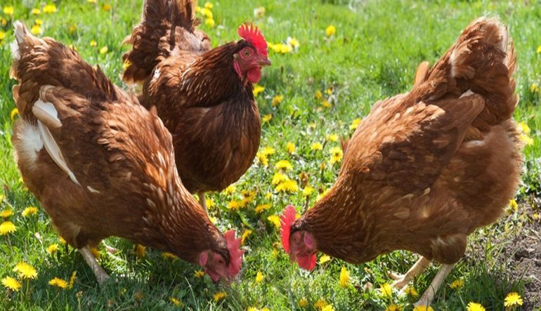 Продаються кури несучки   Ломан Браун