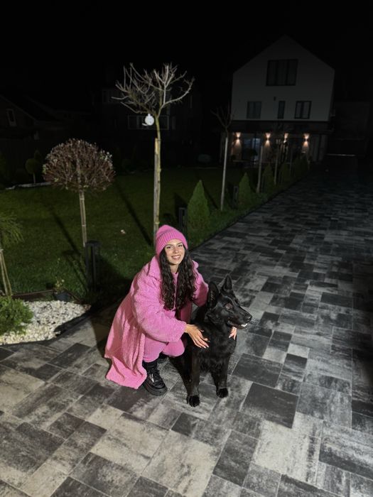 Німецька вівчарка щенята