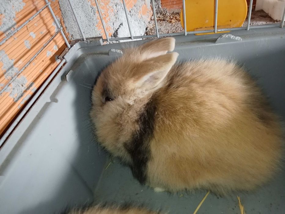 Coelhos  raça nini anões
