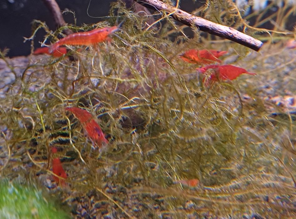 Krewetki red cherry neocaridina