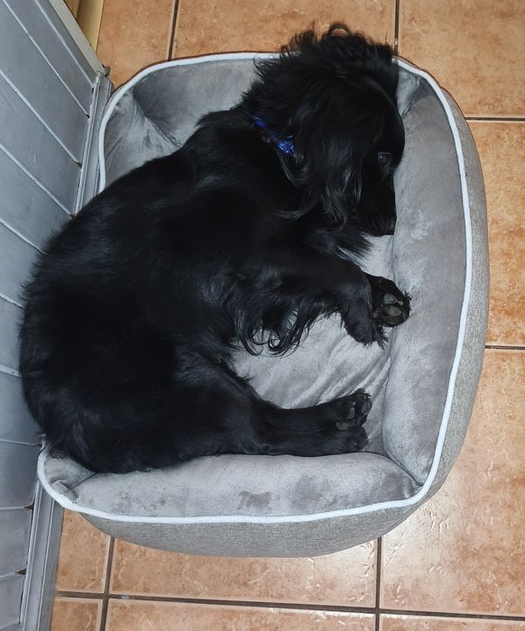 Dorosły Pies typu Cocker Spaniel lat 4