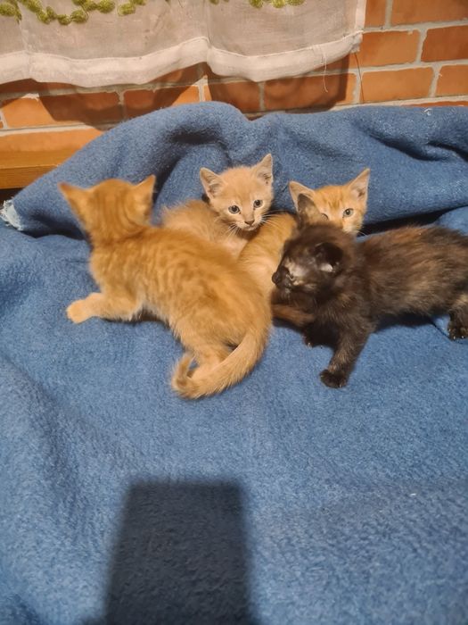 Gatinha preta para Adoção