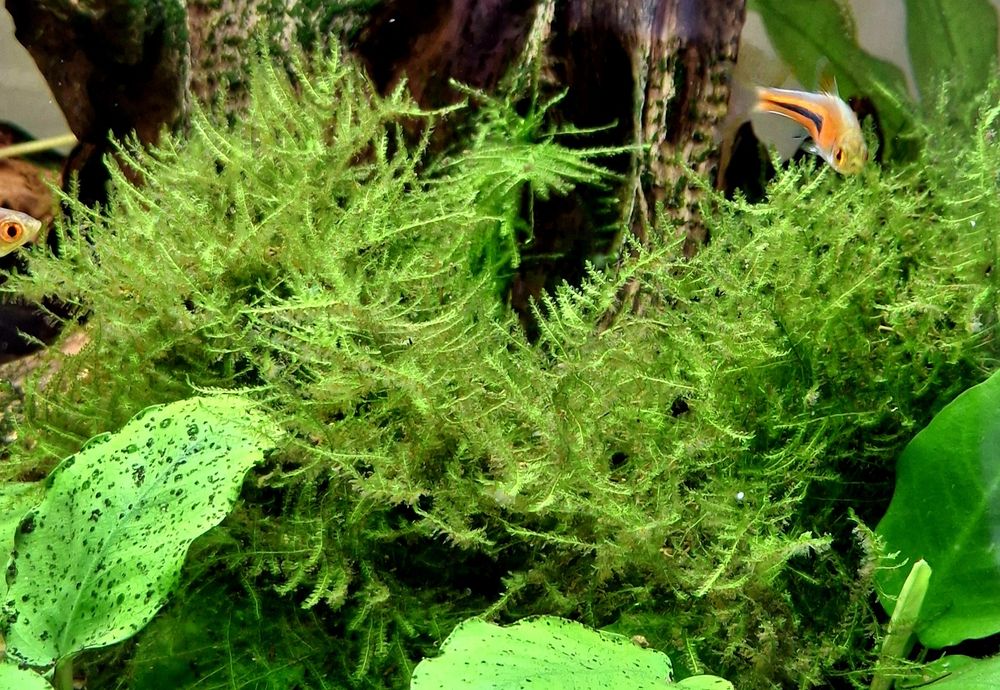 Mech akwariowy christmas Moss