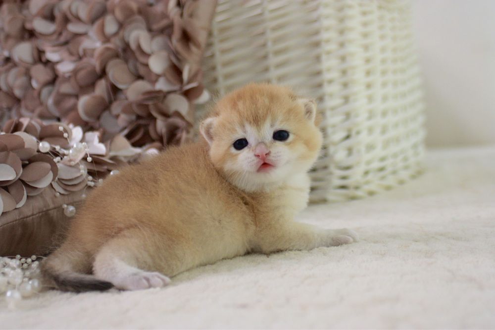 Британська кішечка золота шиншила NY12 ny11