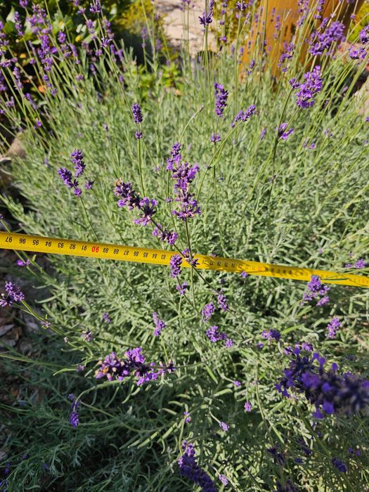 lawenda wąskolistna w doniczce