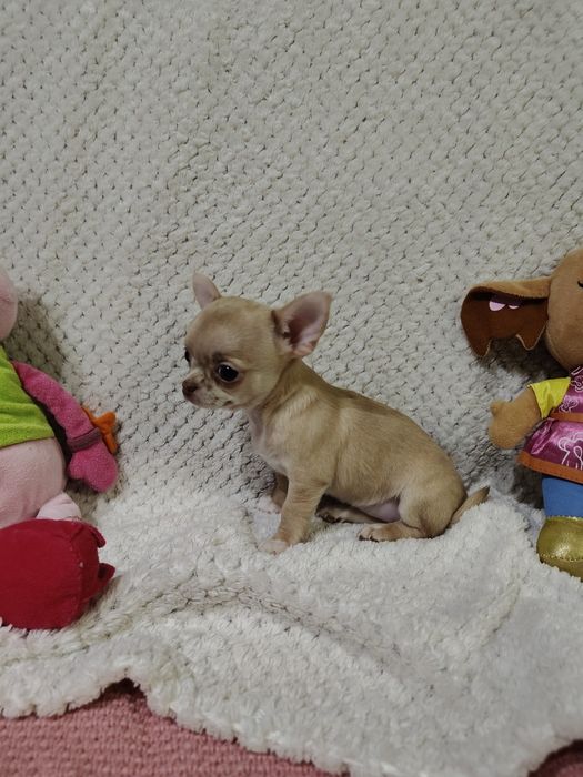 Chihuahua  suczka mini