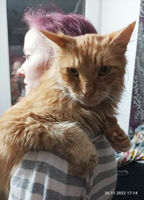 Отдам рыжего пушистого кота, 3 года, кастрирован, привит