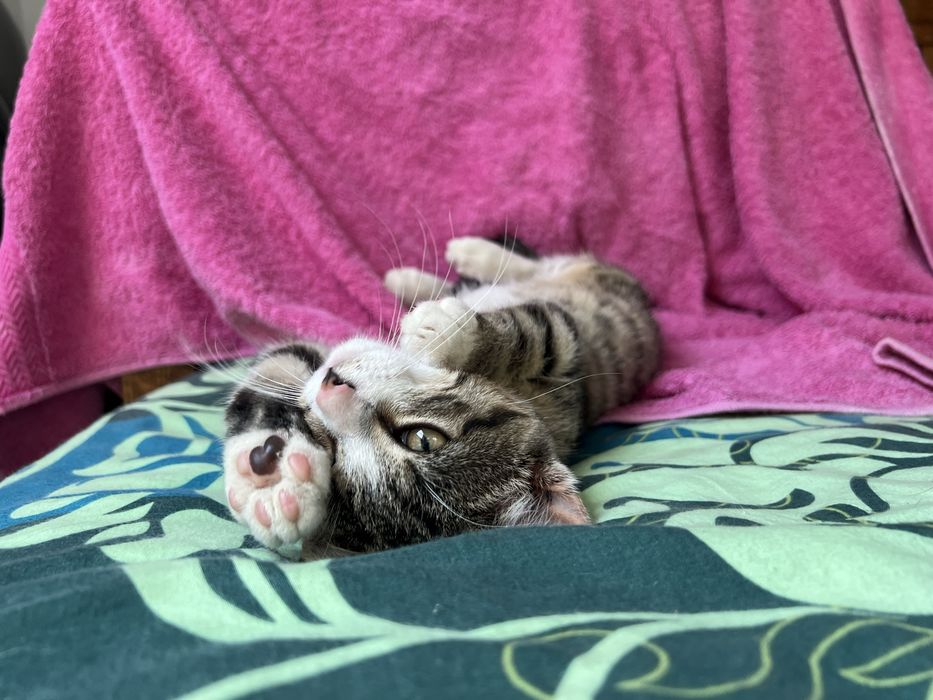 Małe kotki do adopcji