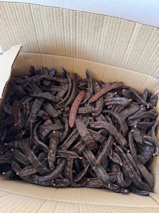 Alfarroba natural – cerca de 30 kg – Algarve