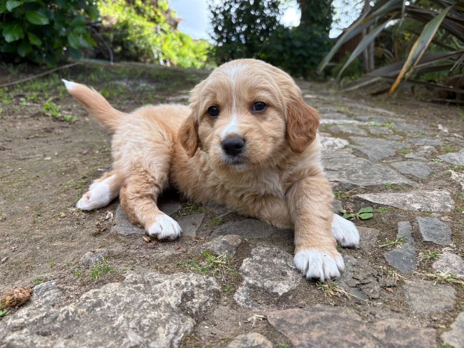 Cãezinhos com 2 meses 20€