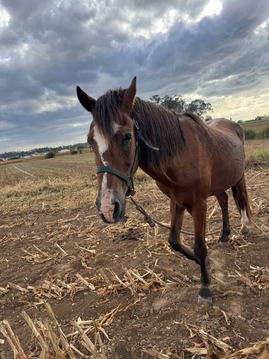 Cavalo montado e engatado