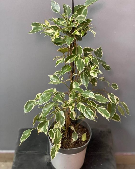 Финиковая пальма