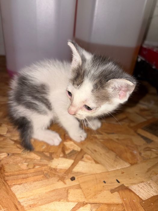 Gatos para adoção