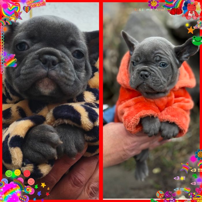 Енергійні французята