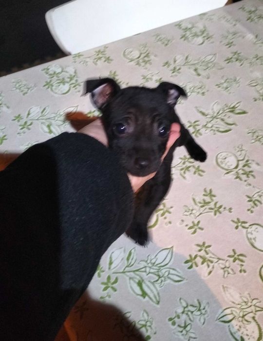 Pinscher fêmea black