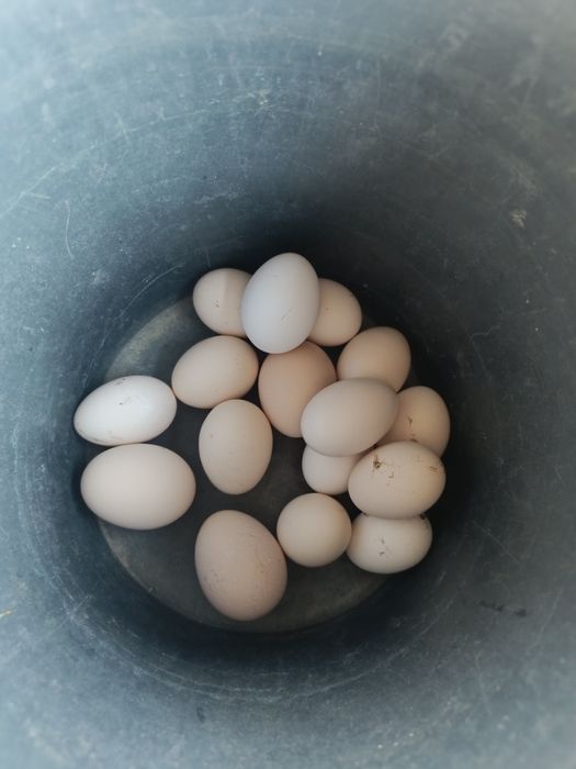 Карликові кохінхіни декоративні курі