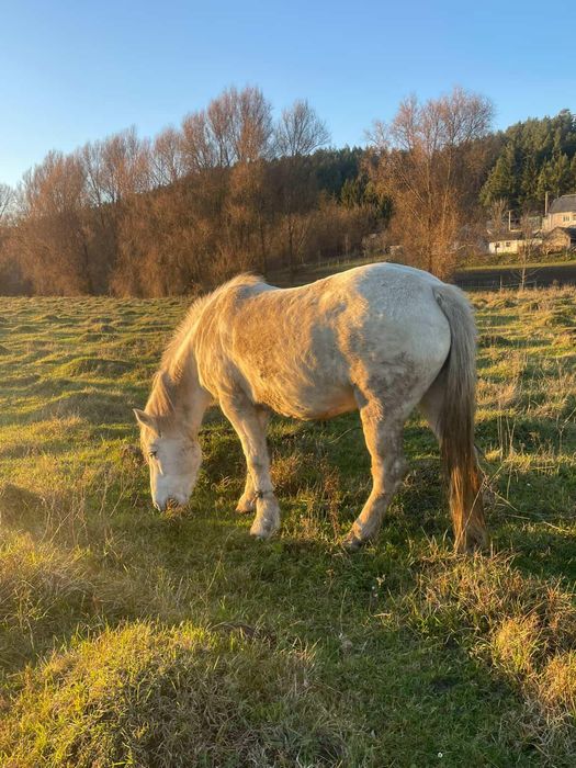Продам в хороші руки