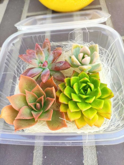 Kit de 4 suculentas em estaca