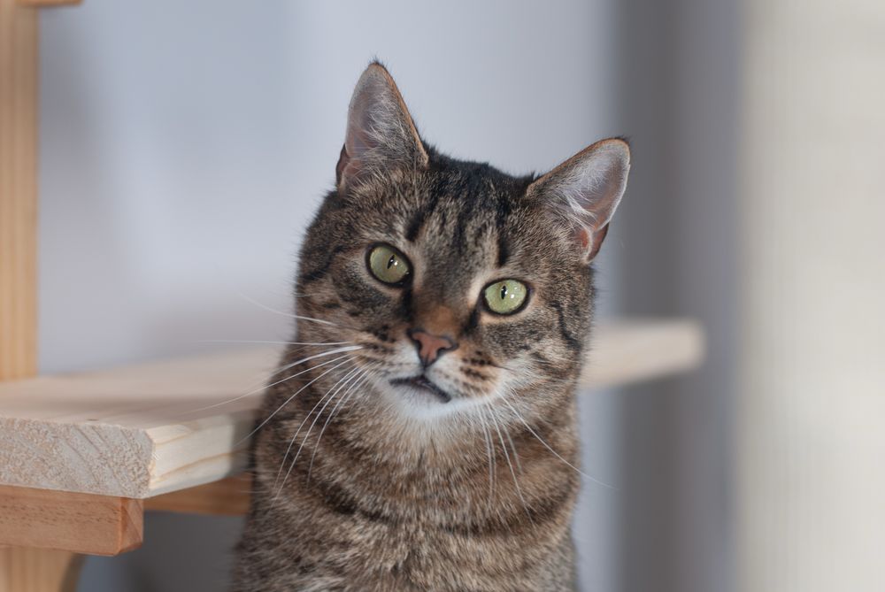 Kwiatek - towarzyski kotek szuka domu