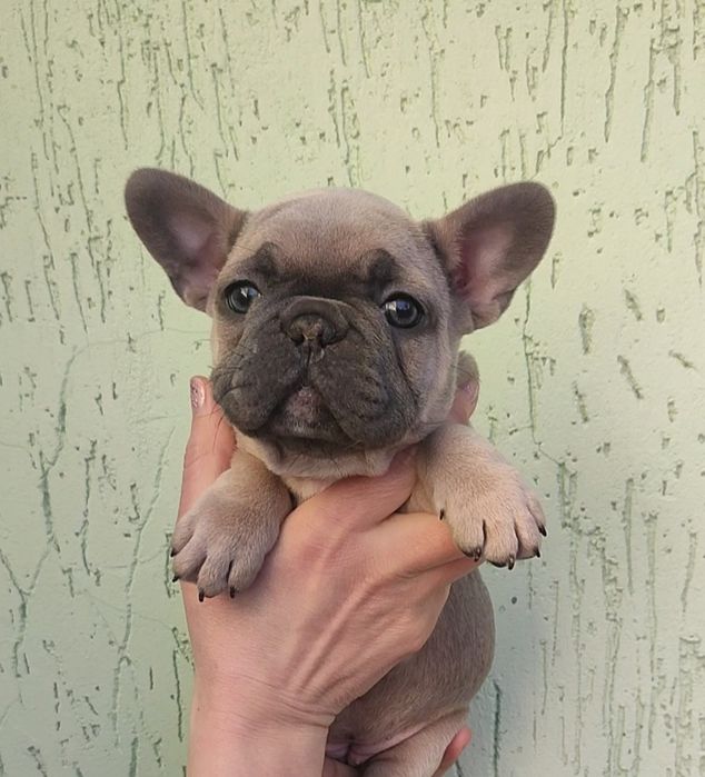 Дівчинка голубопалевого окрасу