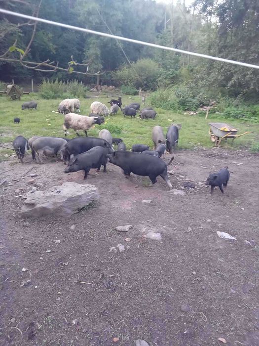 В'єтнамські поросята