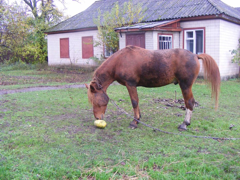 Кінь жеребець  5 років