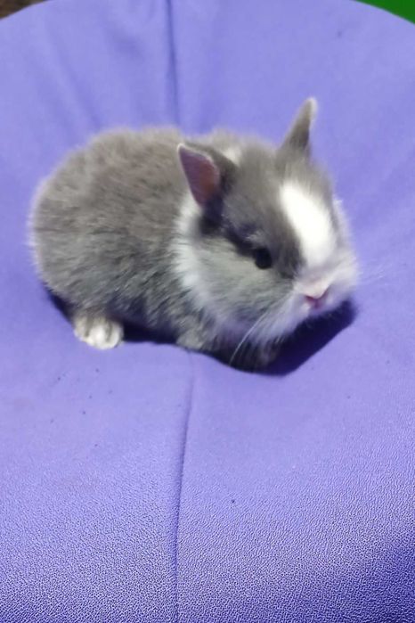 Декоративний кролик,  карликовий кролик