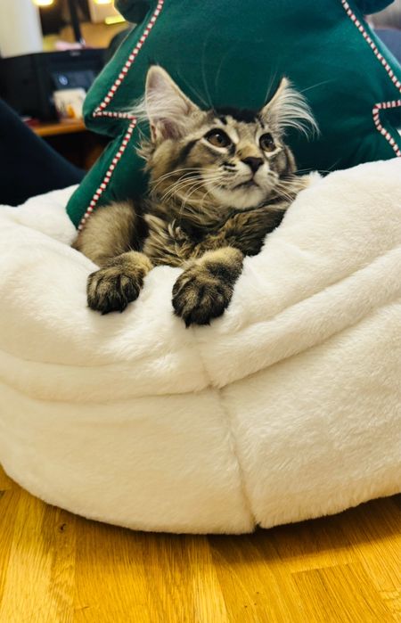 Kotka Maine Coon rodowód FPL/FIFA