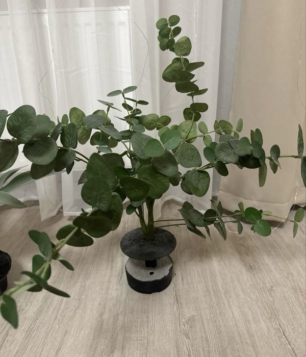 Штучні евкаліпт та алое