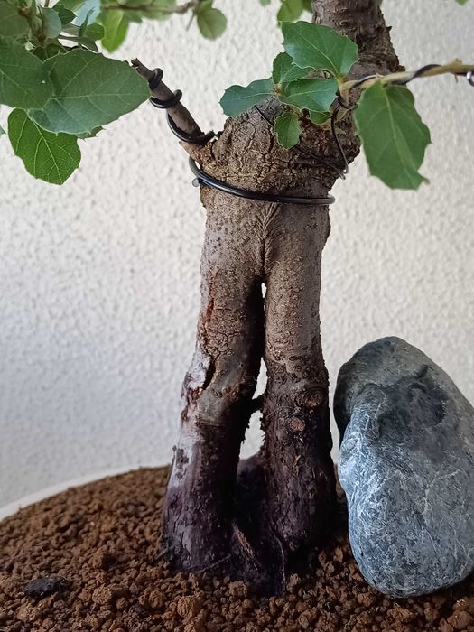 Bonsai Quercus suber