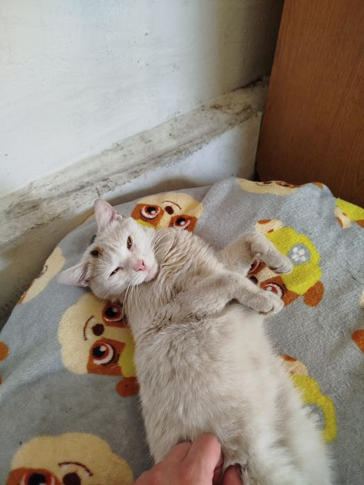 Roczna koteczka do adopcji