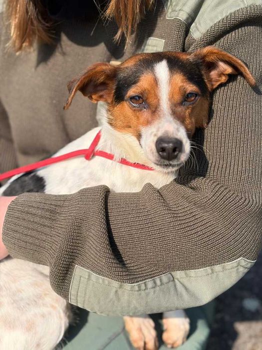 097100 Archie do adopcji.