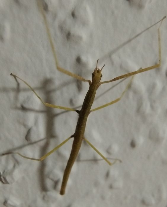 Patyczaki Rogate BLUE (Medauroidea extradentata)