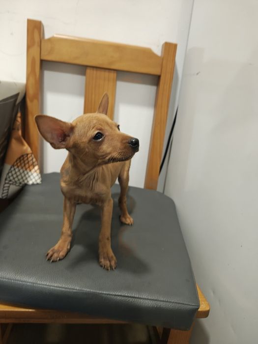 Pinscher fêmea castanha