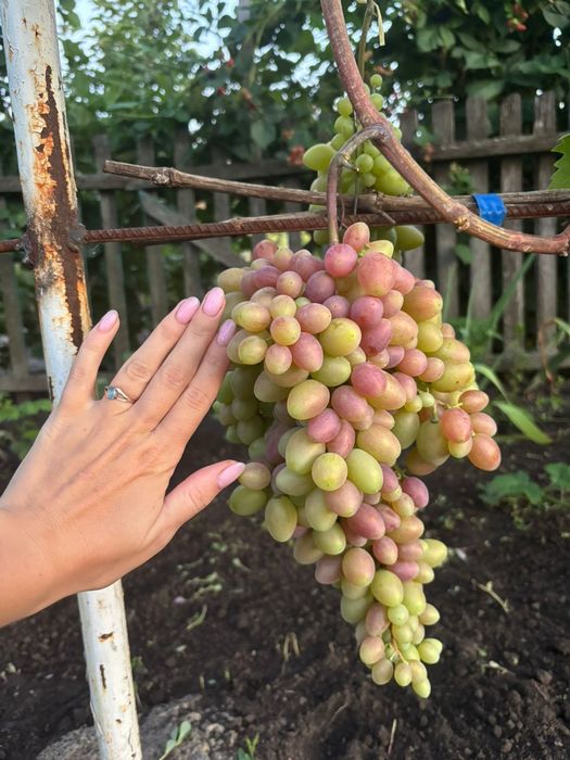 Продам дом Печенеги