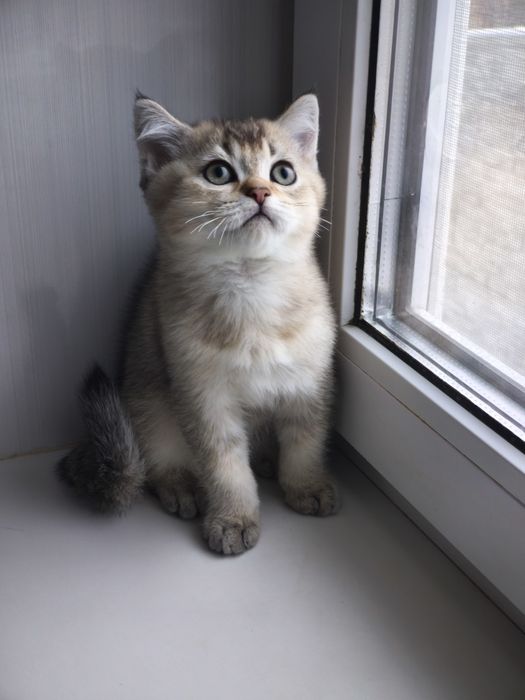 Золота шиншила хлопчик