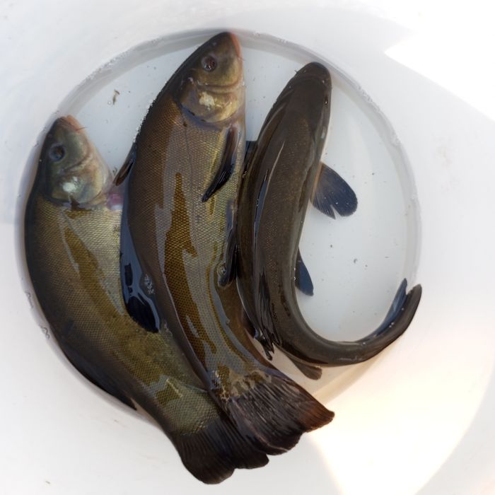 Karp lin Amur itp