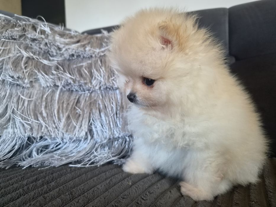 Szpic miniaturowy pomeranian