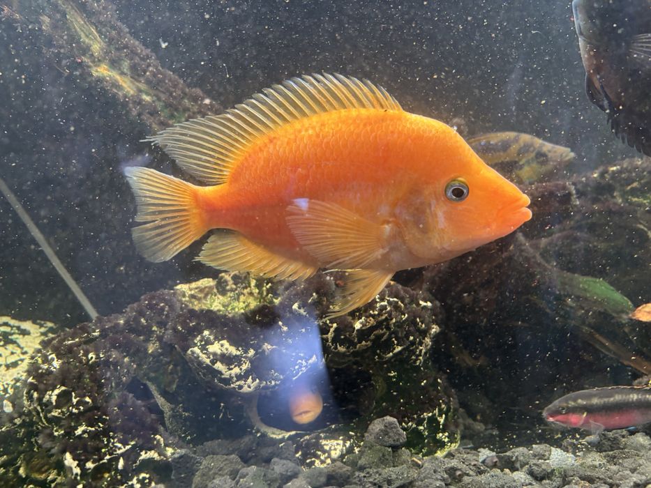 Duże żółte pielegnice