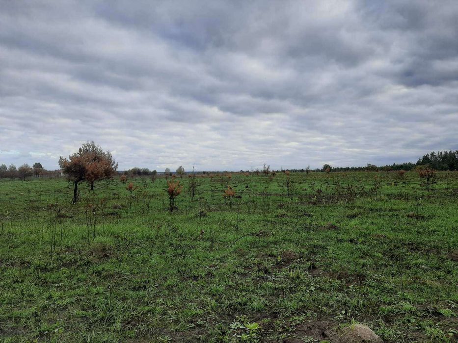 1Продається ділянка з Лісом