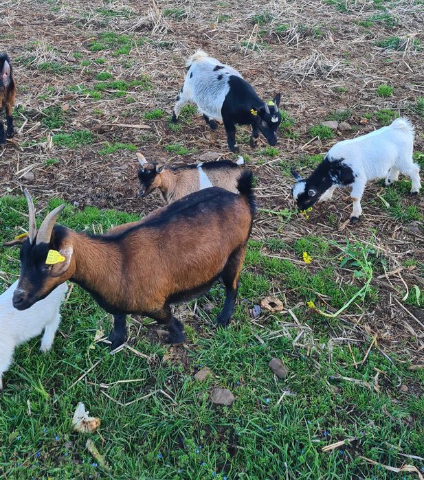 Crias cabras anãs machos/fêmeas