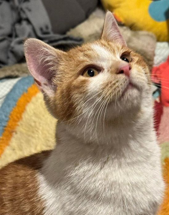 Słodka Pralinka szuka domu!