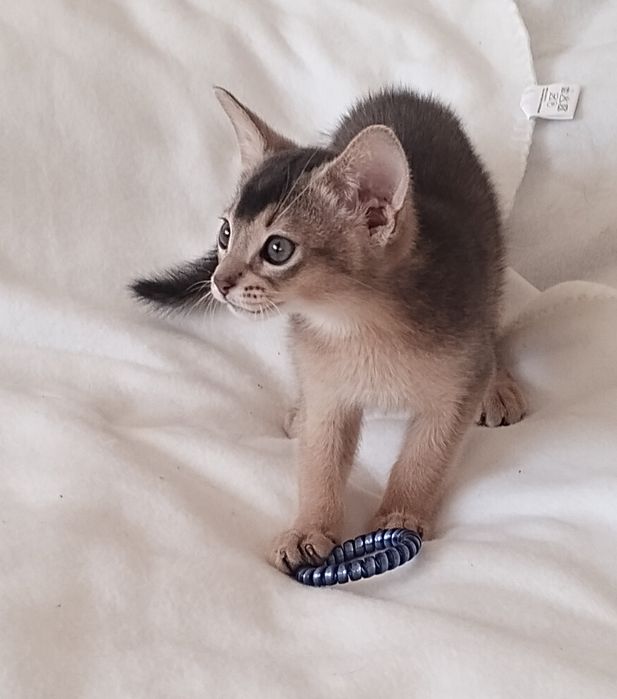 Абісинський хлопчик з документами